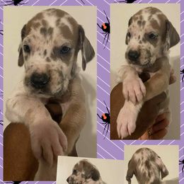Morticia - Harlequin female Great Dane puppy in Bolivar, New York from Prophecy Danes