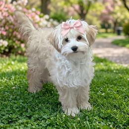 Quasima (pronounced Ka-Seema) - Gold female Morkie puppy in Fall River, Massachusetts from Exquisite Babydoll Morkies and Yorkies