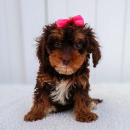 Hazel - Merle female Cavapoo puppy in Apopka, Florida from Rae Precious Puppies