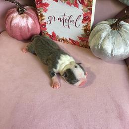 Boston Terrier Puppies from Tellier's AKC Boston Terriers Missouri