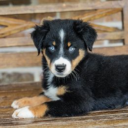 Aspen - Black tri male Miniature Australian Shepherd puppy in Buna, Texas from R & C Kennels