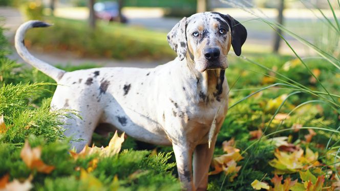 Catahoula Leopard Dog