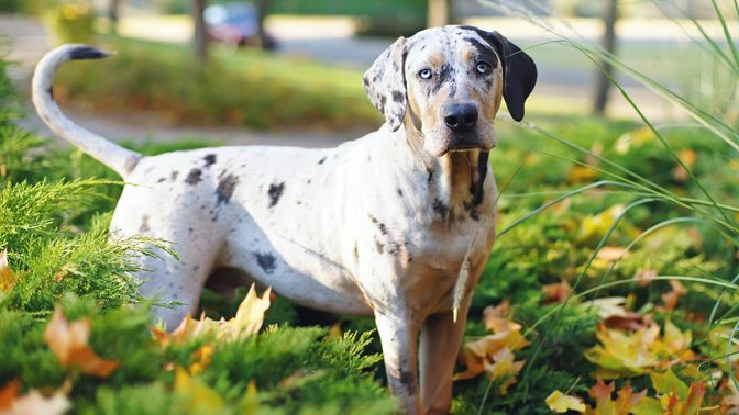 Catahoula Leopard Dog