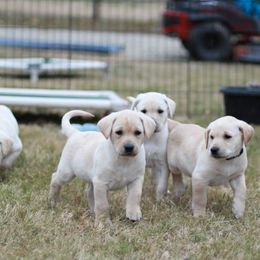 Australian Shepherd and Labrador Retriever Puppies from Wheatland Dog Center
