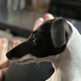 Cambry - Italian Greyhound