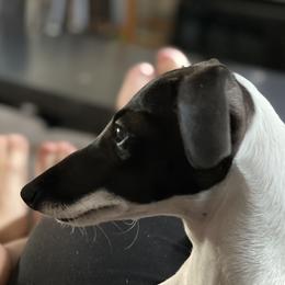 Cambry - Italian Greyhound
