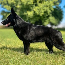 Reign - German Shepherd