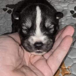 Handsome - Agouti and white male Siberian Husky puppy in Kansas City, Missouri from Anuun's Huskies