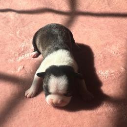 Girl 2 - Black brindle and white female Boston Terrier puppy in Brookville, Ohio from Best Friend Bostons