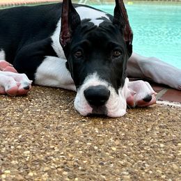Great Danes from Megan Toeller