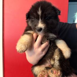 Willa - Black and white female Siberian Husky puppy in West Paducah, Kentucky from White Wolf LLC