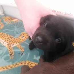 Labrador Retriever Puppies from Fetching Labrador Retrievers