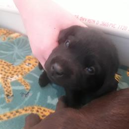 Labrador Retriever Puppies from Fetching Labrador Retrievers