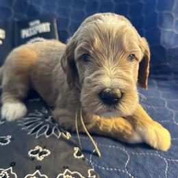 Grey Collar - Ghant (Belgium) - Apricot male Goldendoodle puppy in West Sacramento, California from Pomegranate Doodles
