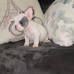 Frieza - White and black male French Bulldog puppy in Reading, Pennsylvania from Lomi Kennel