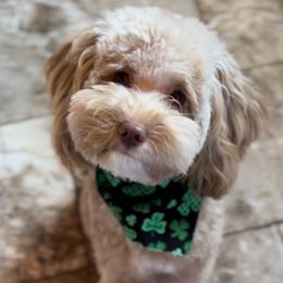 Fynn - Goldendoodle