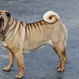 Hannah - Chinese Shar-Pei