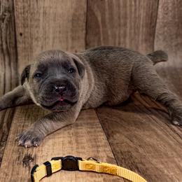 Yellow Collar - Gray and fawn male Cane Corso puppy in Catawba, North Carolina from Catawba Cane Corso