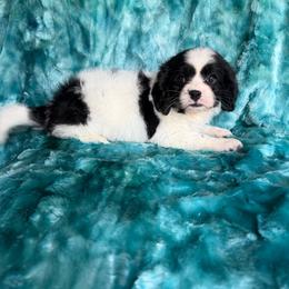 Lil Pocket - Black and white male Cavapoo puppy in Knoxville, Tennessee from Rocky Top Cavapoos