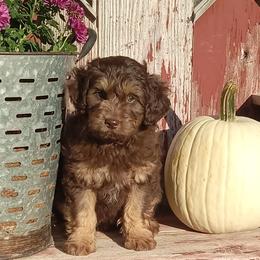 Ira - male Aussiedoodle puppy in Milford, Indiana from Olde Heritage K-9