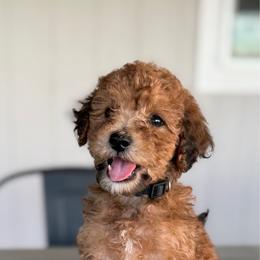 Boy 5 - Red  male Goldendoodle puppy in Valley Farms, Arizona from Gall’s Doodle Ranch