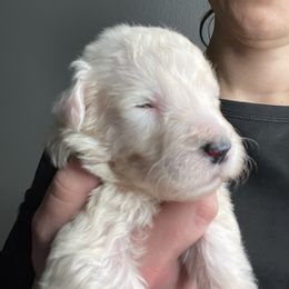 Sheepadoodle Puppies from Bns Sheepadoodles