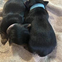 Girl 1 - Black and tan female Yorkshire Terrier puppy in Selden, New York from Alisha's Yorkshire Terriers