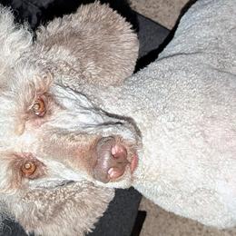 Poodles from Doodles to Love