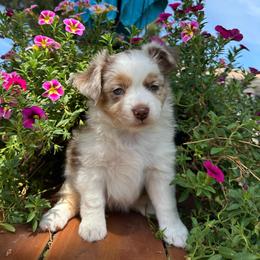 Lily - Red merle female Miniature American Shepherd puppy in Iola, Kansas from Elm Creek Minis
