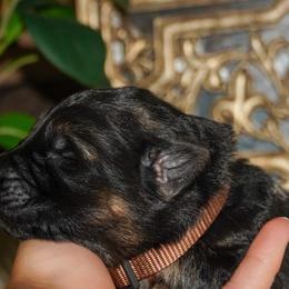 Brown Collar - Black and red male German Shepherd puppy in Howell, Michigan from Sheyenne’s Shepherds