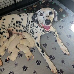 Girl 2 - White and black female Dalmatian puppy in Centereach, New York from LINY Dalmatians