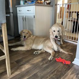 Golden Retriever Puppies from Crescent View Goldens