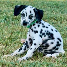 Roxie - White and black female Dalmatian puppy in Mt. Vernon, Texas from Double B