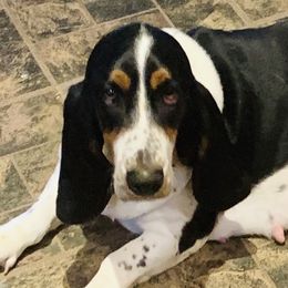 Jynxx - Basset Hound