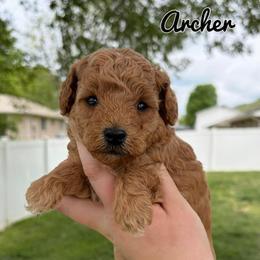 Archer - Apricot male Poodle puppy in Morehead, Kentucky from Paw Perfect Pets