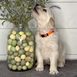 Golden Retriever Puppies from Indy's Goldens
