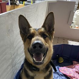 Nova - German Shepherd