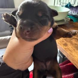 Avocado - Black and rust female Rottweiler puppy in Eagle Mountain, Utah from Woolley Darlings
