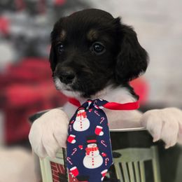 Elvis - Black male Double Doodle puppy in Prescott Valley, Arizona from Ramirez Family Doodles