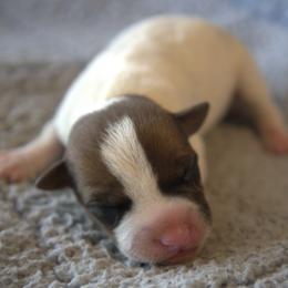 Edison - Tan and white male Jack Russell Terrier puppy in Menifee, California from Wendover Terriers