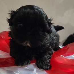 Tiki - Black male Shih Tzu puppy in Willard, Utah from Shih-tzu Queen