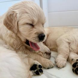 Miss Misty - Light golden female Golden Retriever puppy in Midlothian, Texas from Brightest Days