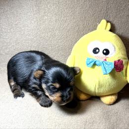 Little Ben - Black and tan male Yorkshire Terrier puppy in Paris, Tennessee from Nolan’s Yorkie Farm