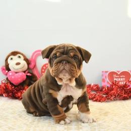 Biscuit - Chocolate tri-color male Bulldog puppy in Lewisberry, Pennsylvania from Salted Rim Corgis