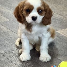 Chip - Blenheim male Cavalier King Charles Spaniel puppy in Macomb, Missouri from Hunter's Puppies