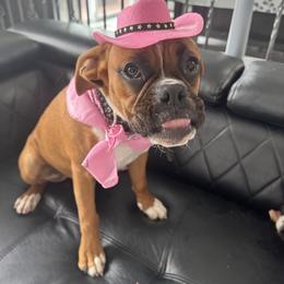 Channel - Boxer
