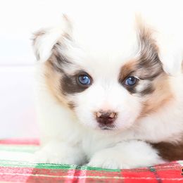 Callie - Toy Australian Shepherd puppy from Shebang Aussies