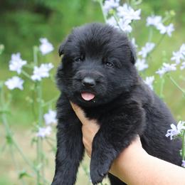 Fiona - Sable female German Shepherd puppy in Lucasville, Ohio from Trusting Hearts Kennel