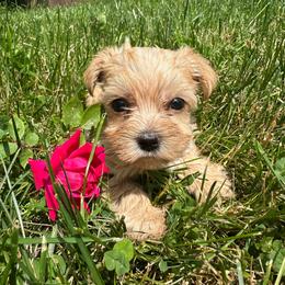 Jack - Gold male Yorkshire Terrier puppy in Rochester, New York from Tnt Yorkies and Cosmic corgis