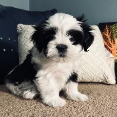 Shichon Puppies from Great Lakes Teddy Bear Dogs